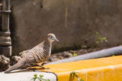 Close-up of bird perching on wall