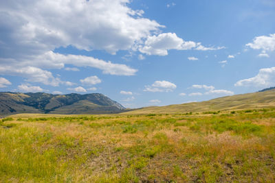 Scenic view of field against sky