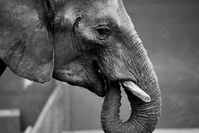 Close-up of elephant