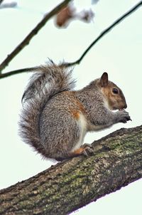 Low angle view of squirrel on tree