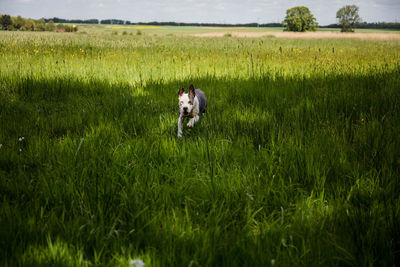 Dog in a field