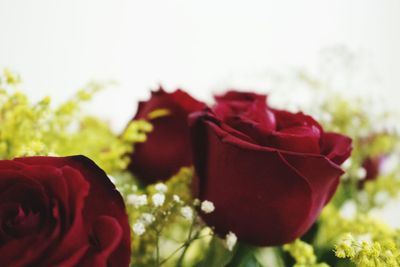 Close-up of red rose blooming outdoors