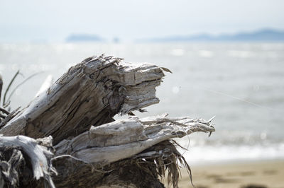 Close-up of driftwood on beach