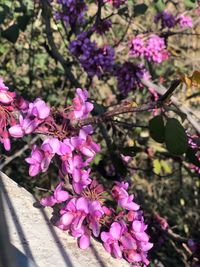 Close-up of pink cherry blossoms in spring