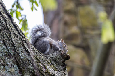 Close-up of squirrel on tree trunk