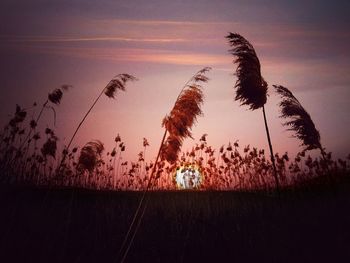 Scenic view of silhouette field against sky at sunset