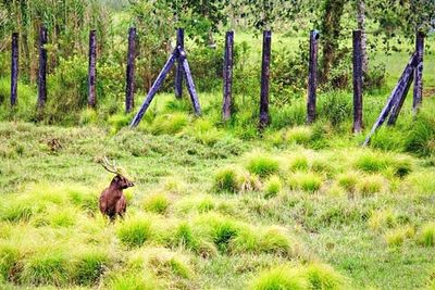 Trees on grassy field in forest