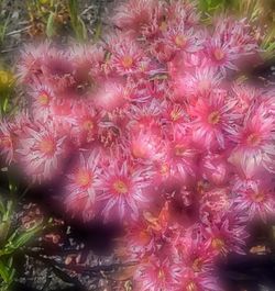 Close-up of pink flowers