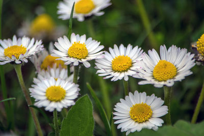 Close-up of white daisy flowers