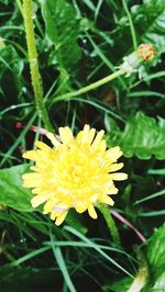 Close-up of yellow flower