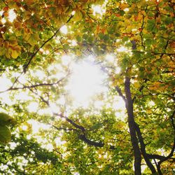 Low angle view of trees
