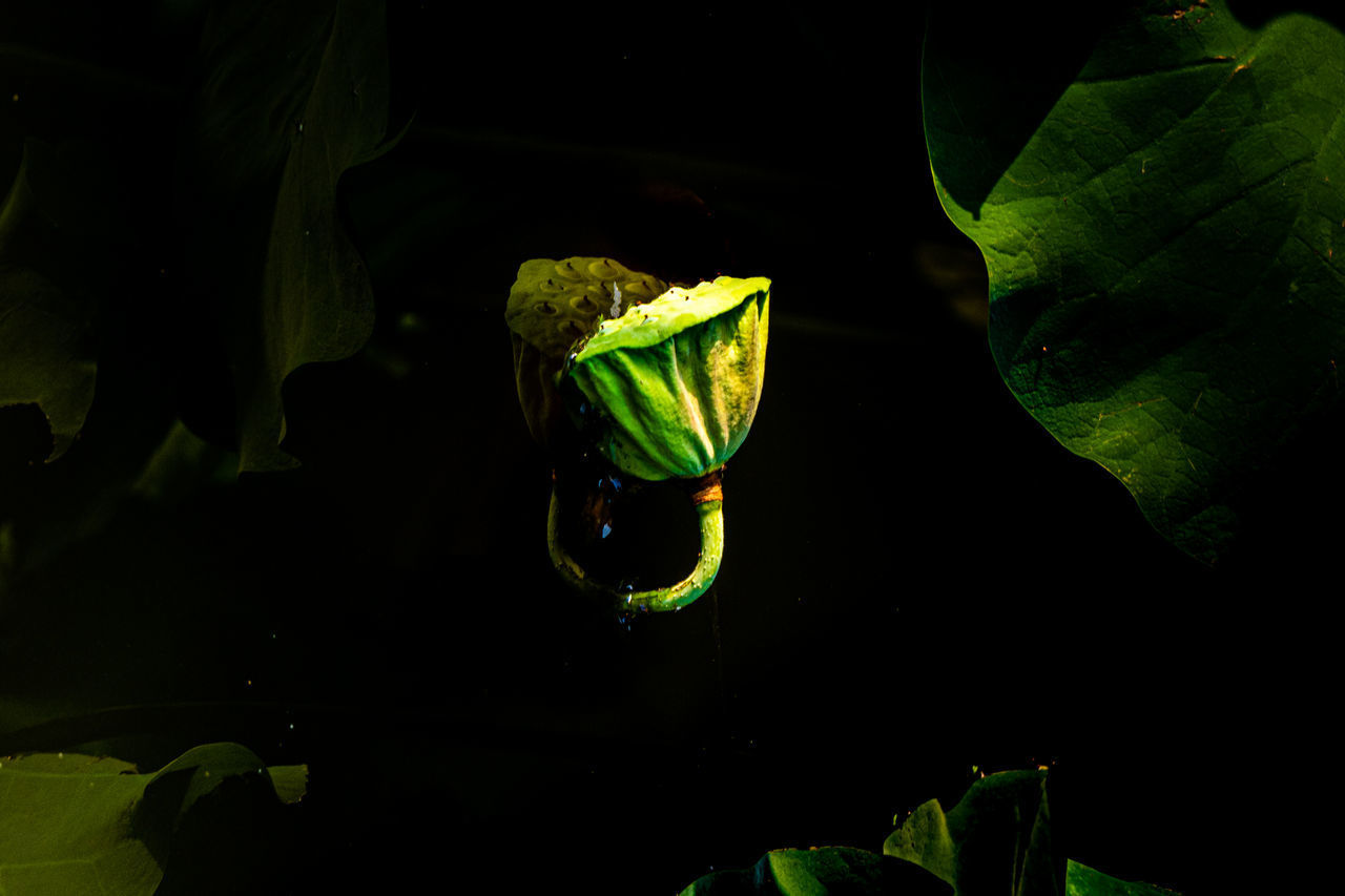 CLOSE-UP OF LOTUS WATER LILY