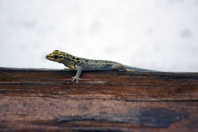 Close-up of an animal on table