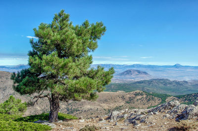 Trees on landscape against blue sky