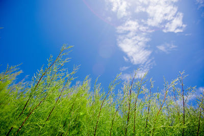 Low angle view of plants growing on field against sky