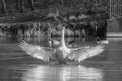 View of swan in lake