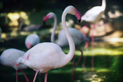 Close-up of pink big bird greater flamingo in pond