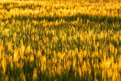 Crops growing on field