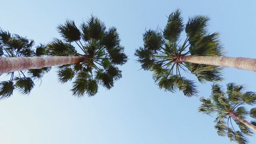 Low angle view of palm tree against clear blue sky