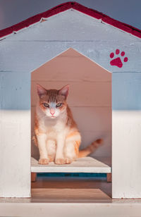 Portrait of cat sitting on wood