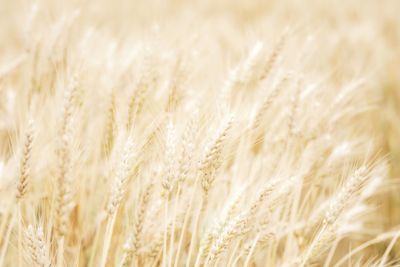 Close-up of wheat field