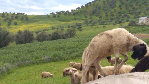 Sheep grazing in a field