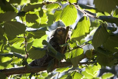 Low angle view of bird on leaves