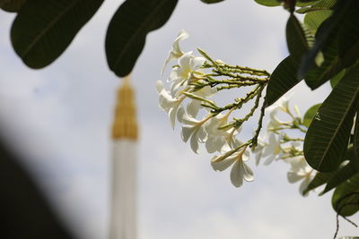 Low angle view of flowering plant against sky