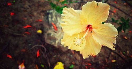 Close-up of yellow hibiscus blooming outdoors