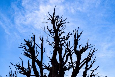Low angle view of bare tree against sky
