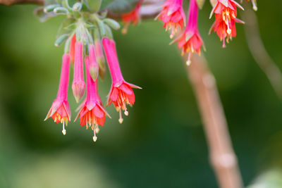 Close-up of pink flowering plant