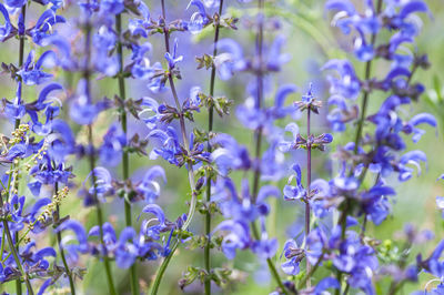 Close-up of purple flowering plants