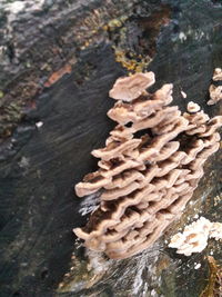 High angle view of mushrooms growing on tree trunk