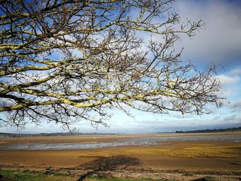 Tree on beach against sky