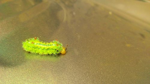 High angle view of insect on water