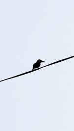 Low angle view of bird perching on cable against clear sky