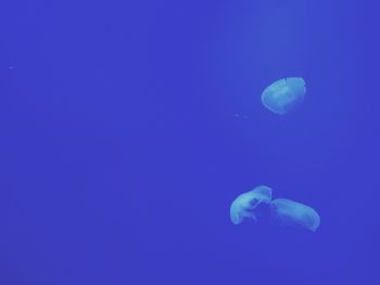 Close-up of jellyfish against blue background