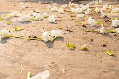 Close-up of sheep on a field