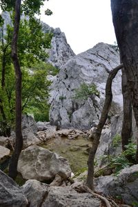 Trees and rocks against sky