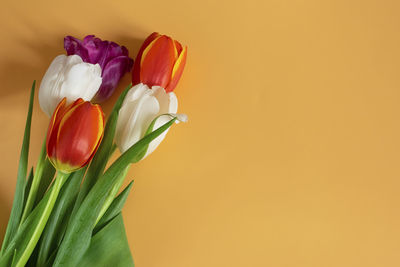 Close-up of red tulip