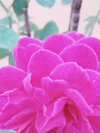 Close-up of pink rose