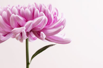 Close-up of pink flower against white background