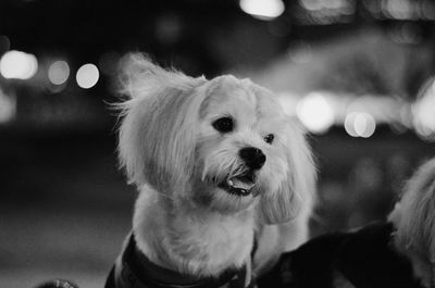 Close-up portrait of dog
