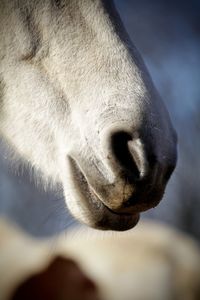 Close-up of a horse