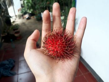 Cropped image of hand holding strawberry
