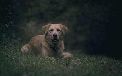 Morning light captures dog relaxing on a grass bank with wooded background. peaceful relaxing image