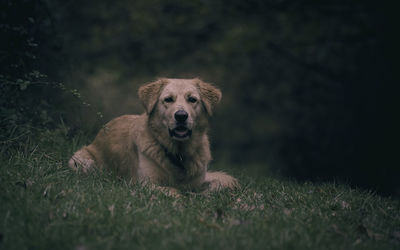 Portrait of dog relaxing on field