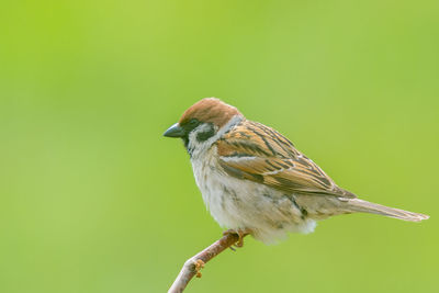 Close-up of bird perching on twig