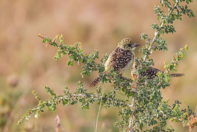 Close-up of bird perching on plant