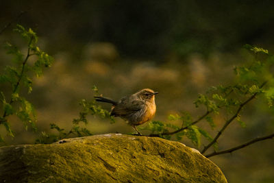 Close-up of bird perching on tree